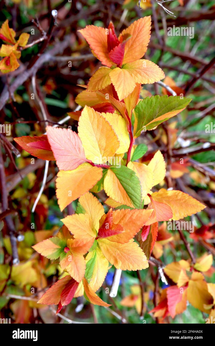 Spiraea japonica ‘Goldflame‘ Japanische Mädesüße Goldflame – gelbe, grüne, orange und rote Blätter auf braunen Stielen, März, England, Großbritannien Stockfoto