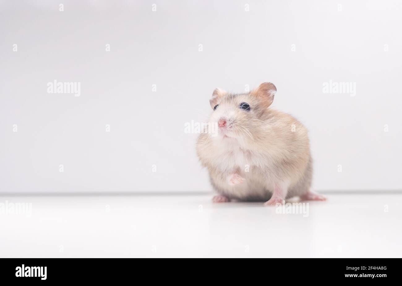 Roter Hamster auf weißem Hintergrund schaut nach oben Stockfoto