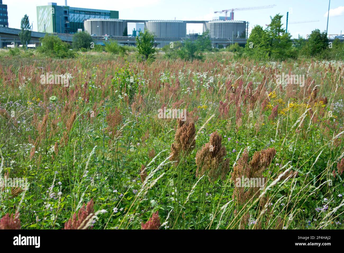 Das Naturschutzgebiet beim Basler DB-Areal, einer der grössten Schweizer Hotspots der Biodiversität, das einem ContainerTerminal weichen soll Stockfoto