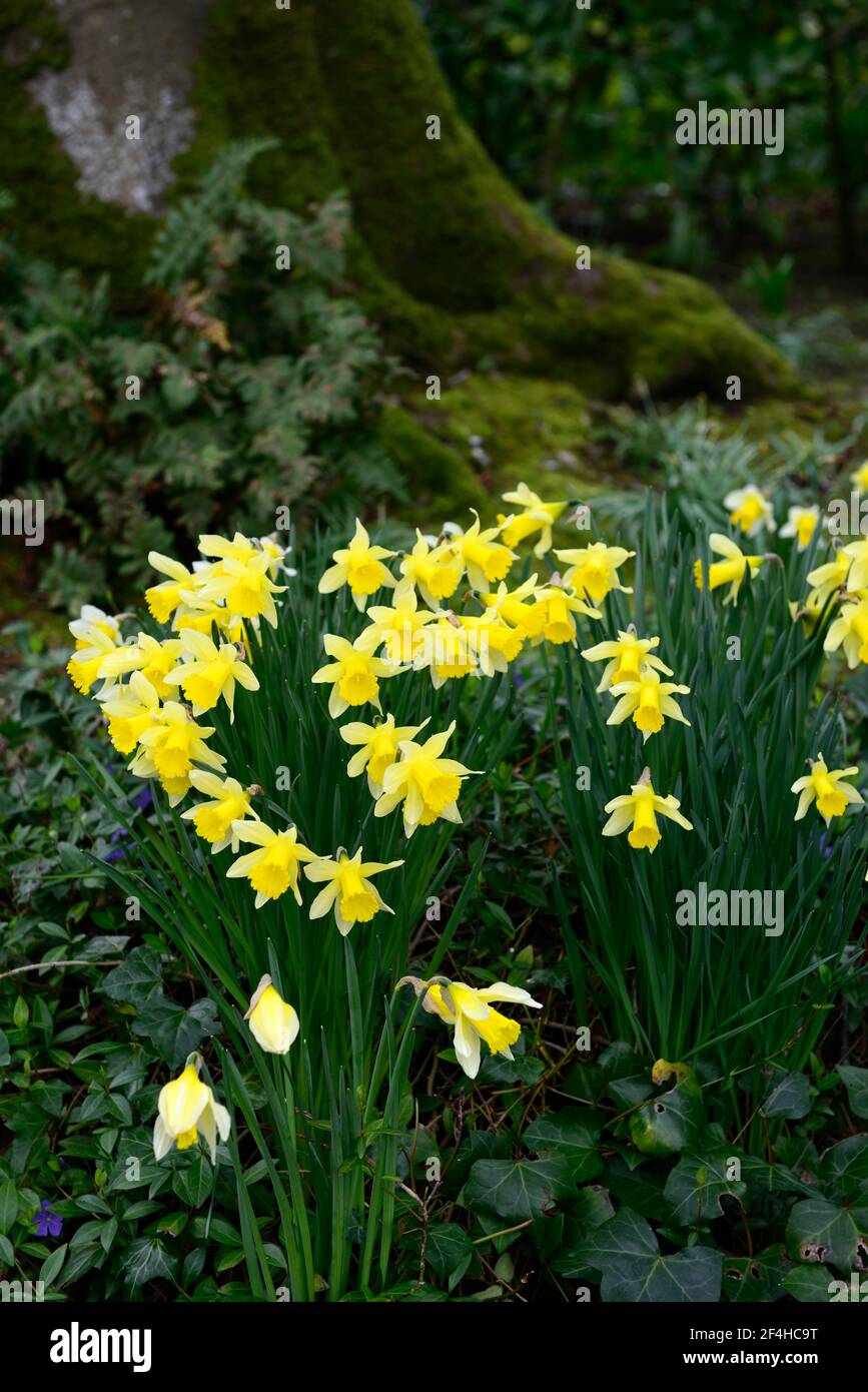 Narcissus pseudonarcissus,wilder Narzissen,Fastenlilie,gelbe Blumen,Blume,Blüte,gelbe Trompeten,Narzissen,Narzissen,RM Floral Stockfoto