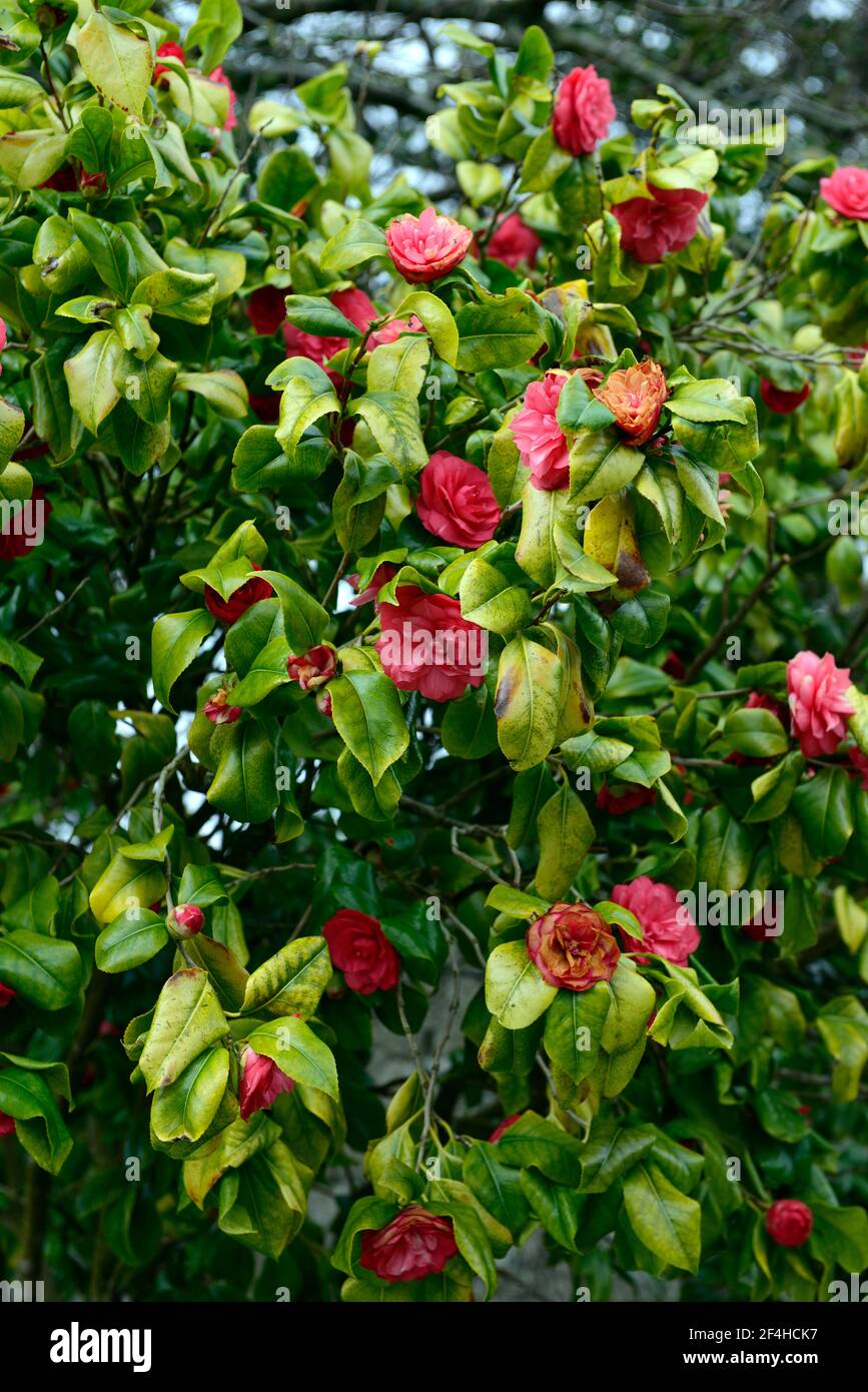 Rote Kamelie, Waldlandschaft, Schutz, geschützt, chlorotische Blätter, chlorotisches Laub, Chlorose, Blume, Blumen, Strauch, Sträucher, Frühling, Garten, gelbe Blätter, y Stockfoto