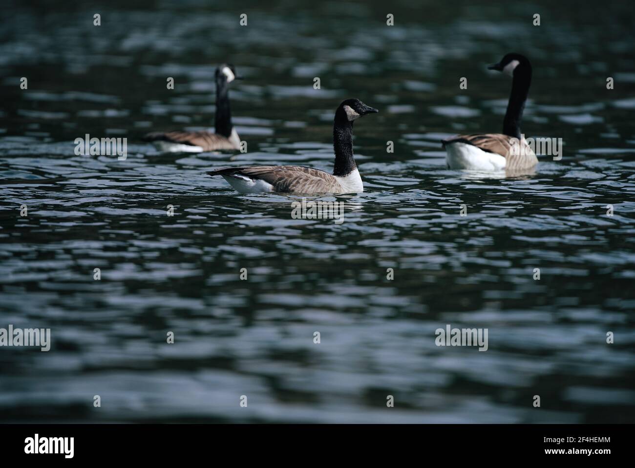 Kanadagans, Branta canadensis Schwimmen an einem See während der frühen Frühjahrssaison Stockfoto