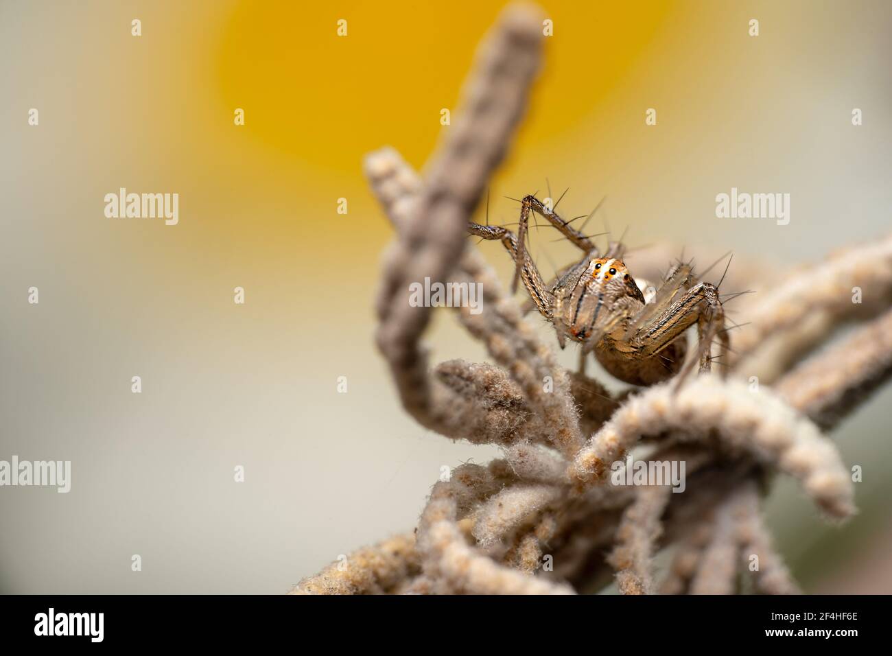 Braun cremig winzigen Luchs Spinne getarnt auf einem Stock mit Orangefarbener Hintergrund Stockfoto