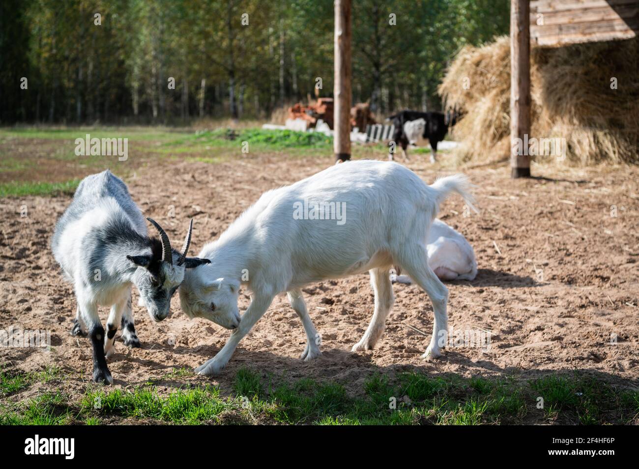 Kampf mit den Hörnern von zwei Ziegen auf der Website In der Nähe der Ställe im Dorf Stockfoto