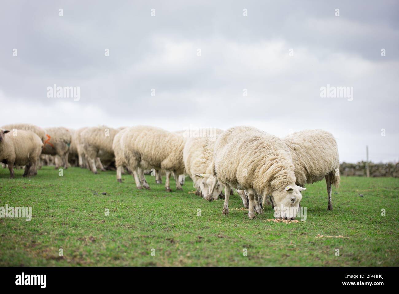 Viehzucht Herde von Schafen im grünen Gras Feld Weiden Auf dem Bauernhof Stockfoto