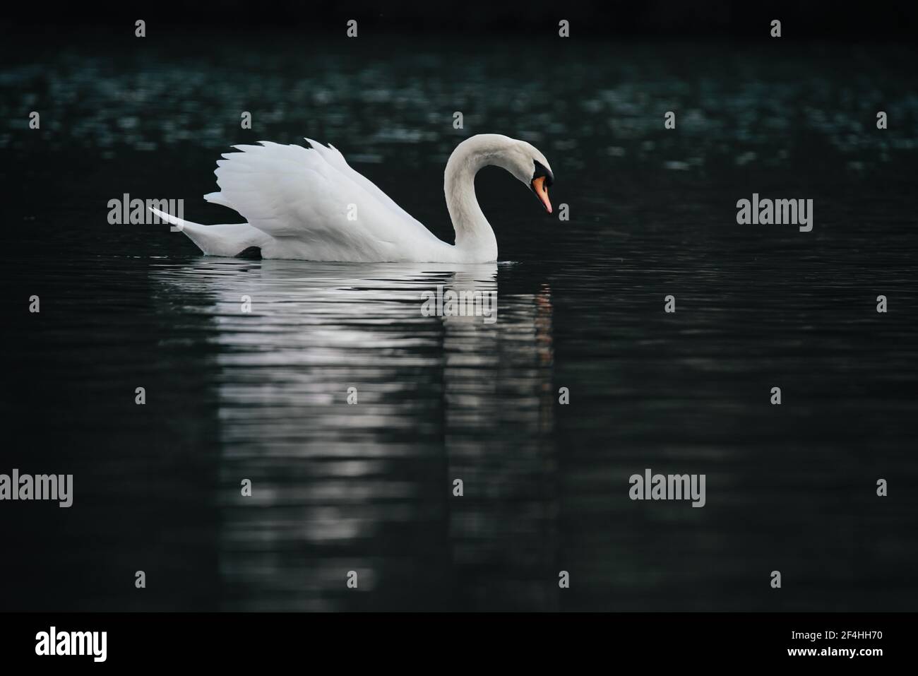 Weißer Schwan (Cygnus-Farbe) Schwimmen an einem See mit leiser Wasseroberfläche während der Am späten Nachmittag Stockfoto