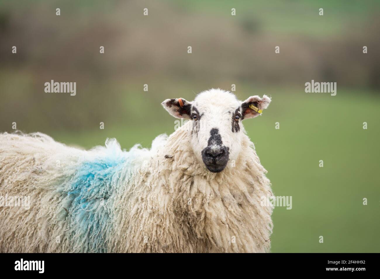 Schwarz und weiß Moorland swaledale Schaf in grünem Feld Stockfoto