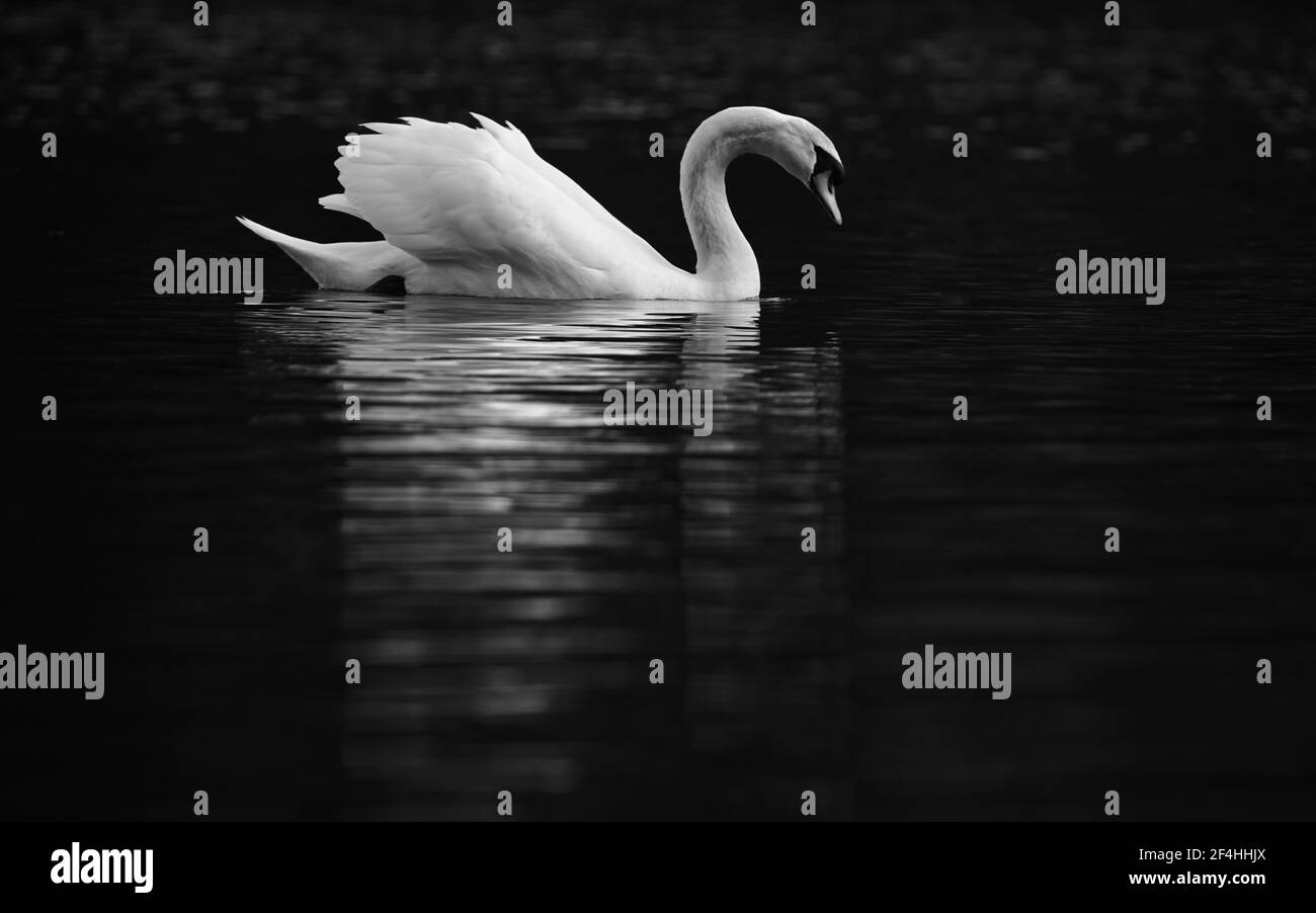 Weißer Schwan (Cygnus-Farbe) Schwimmen an einem See mit leiser Wasseroberfläche während der Am späten Nachmittag Stockfoto
