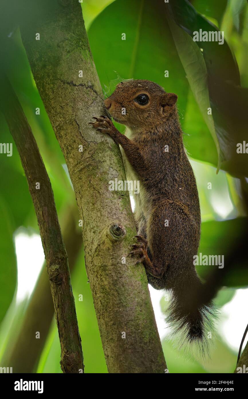 Zentralamerikanisches Zwerghörnchen, auch Alfaro s Zwerghörnchen - Microsciurus alfari, kleines Baumhörnchen im Stamm Sciurini gefunden in Kolumbien, Costa Ri Stockfoto