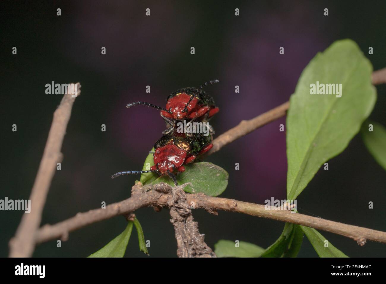 Willow Flohkäfer, Orange/Rot Schmalhals Käfer Paarung Stockfoto