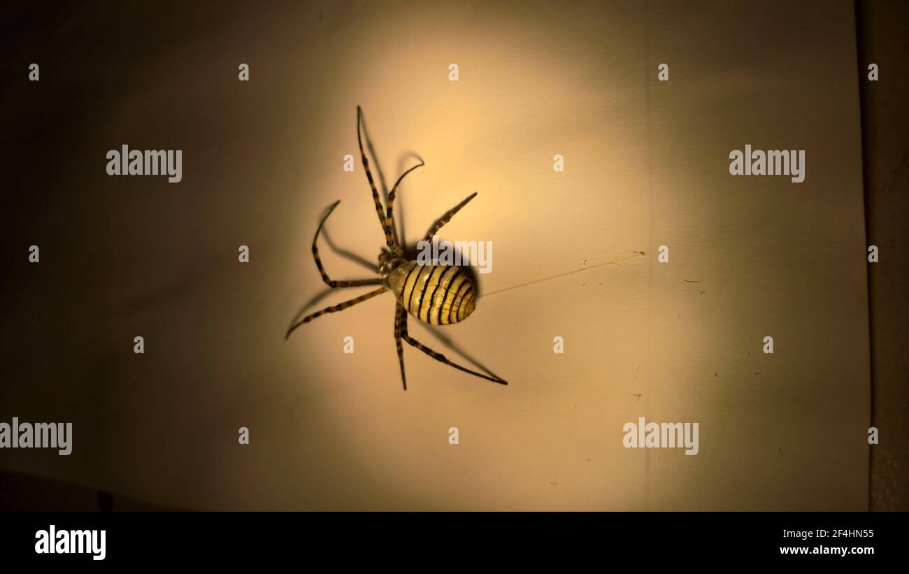 Nahaufnahme der Spinne im Labor Stockfoto