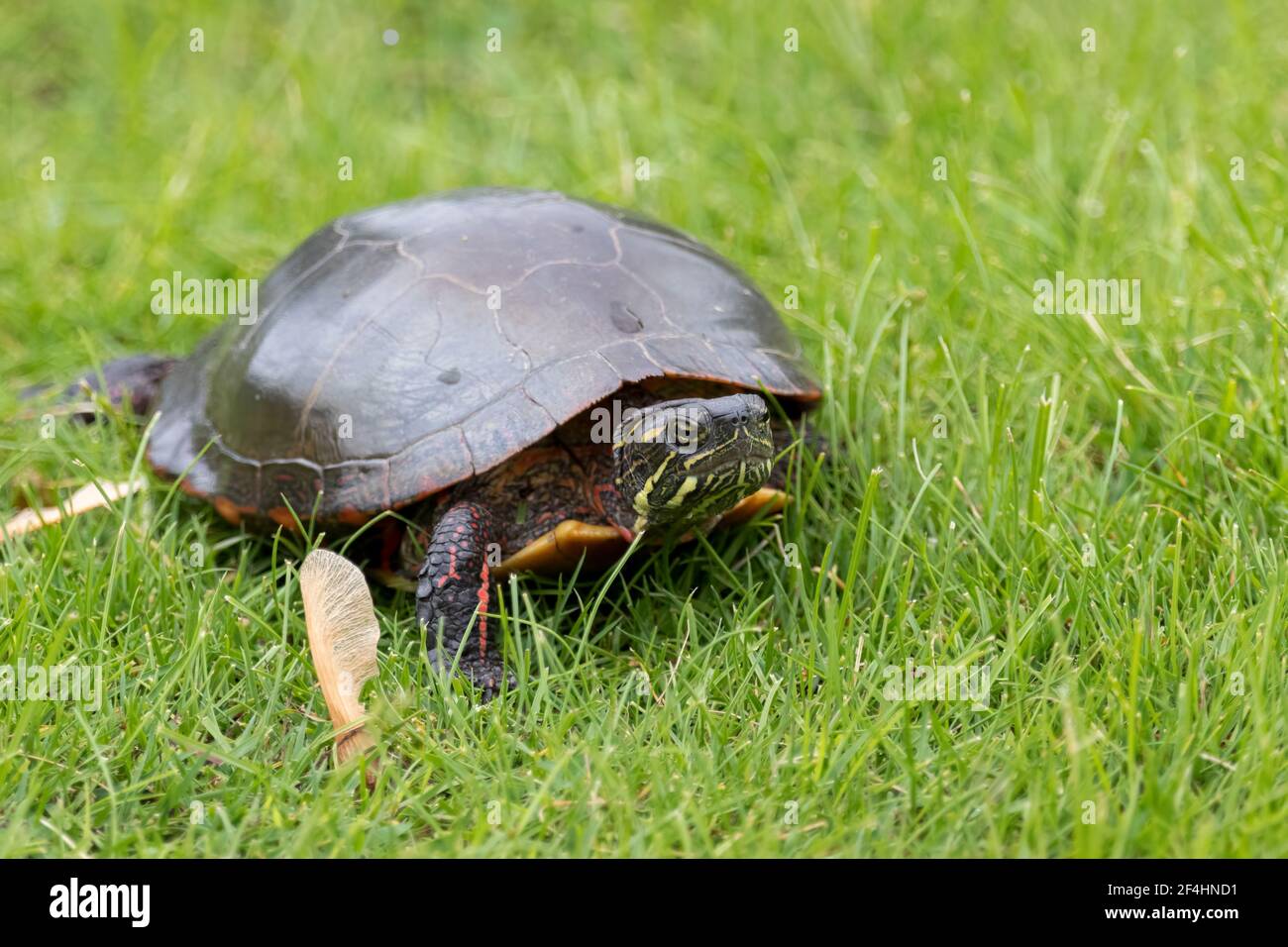 Gemalte Schildkröte, die sich langsam durch tauiges grünes Gras bewegt Stockfoto