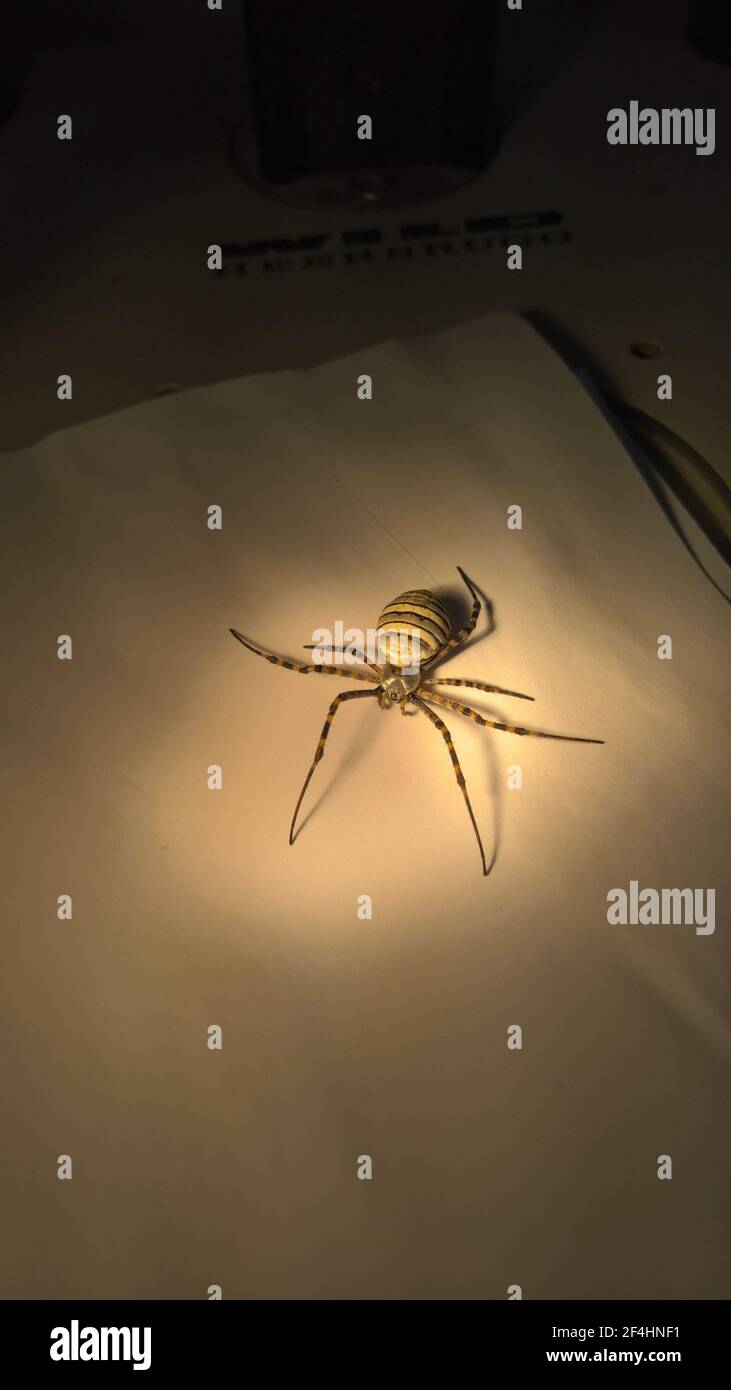 Nahaufnahme der Spinne im Labor Stockfoto