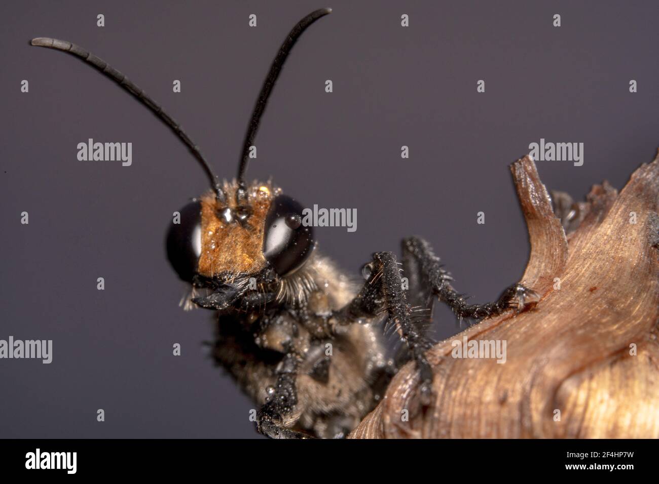 Nahaufnahme eines goldenen Baggers/orangefarbener Wespe Sphex Ichneumoneus mit spitzen Antennen Stockfoto