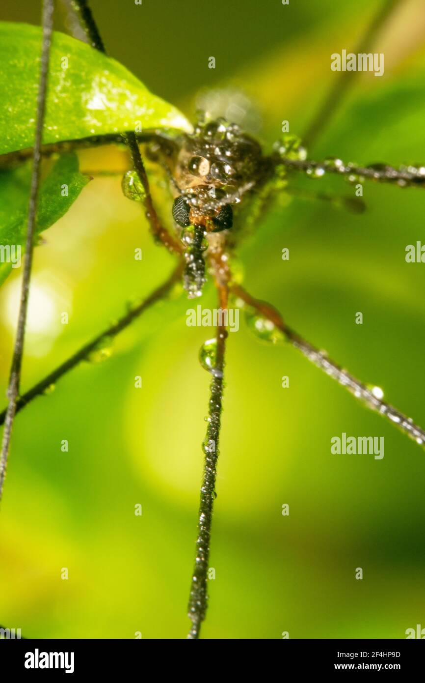 Portraitaufnahme einer großen Mücke mit schwarzen verpixelten Augen Im Fokus und Wasser taut darauf Stockfoto