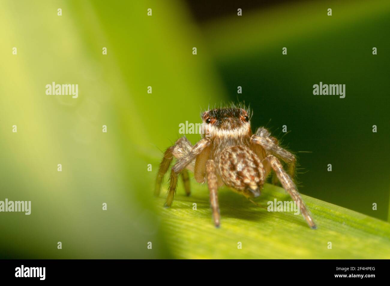 Braun springende Spinne von hinten erschossen. Stockfoto