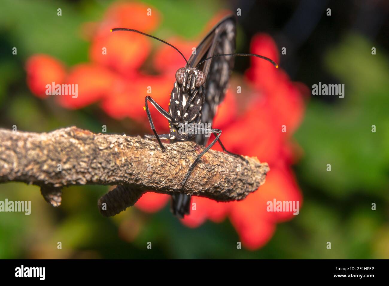 Krähenschmetterling mit schwarzen Flügeln und weißen Flecken Stockfoto