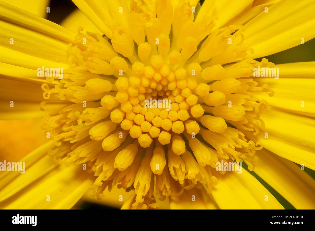 Nahaufnahme Zifferblatt einer gelben Gerbera Gänseblümchen Blume Stockfoto