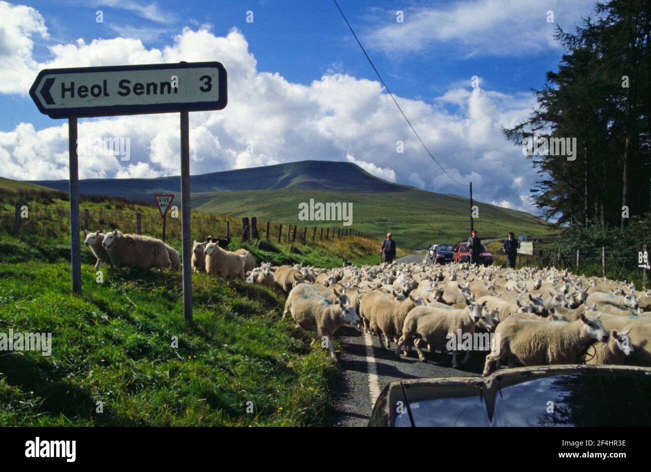 Folgt nicht der Herde! Während der saisonalen Verbringung von Nutztieren ziehen sich vier Schafe von der Herde in Richtung des Dorfes Heol Senni, Brecon, South Wales, Großbritannien. Der Rest der Herde blockiert die Straße. Ca. 1995. Stockfoto