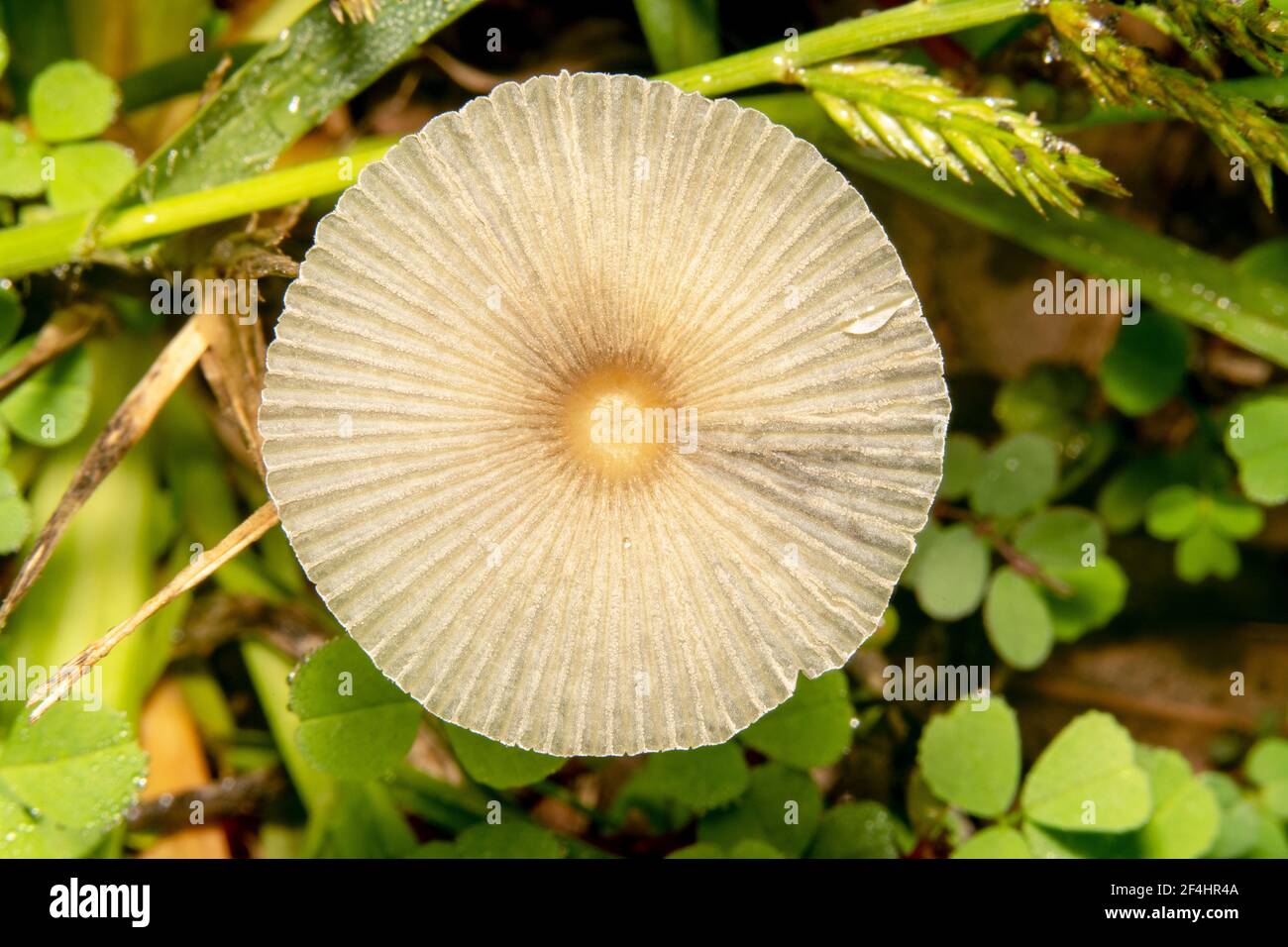 Gelber Pilz, der wie ein Pilz aussieht Stockfoto