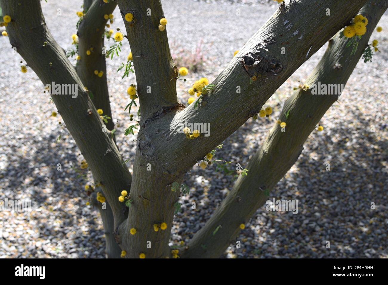 Blüht auf der Rinde eines süßen Akazienbaumes Akazie farnesiana Stockfoto