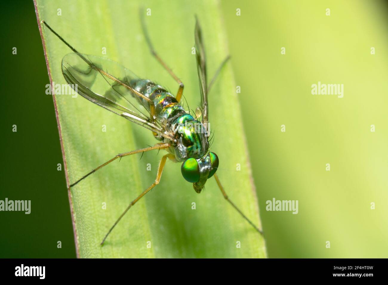 Grüne Zebramücke mit großen grünen Augen Stockfoto