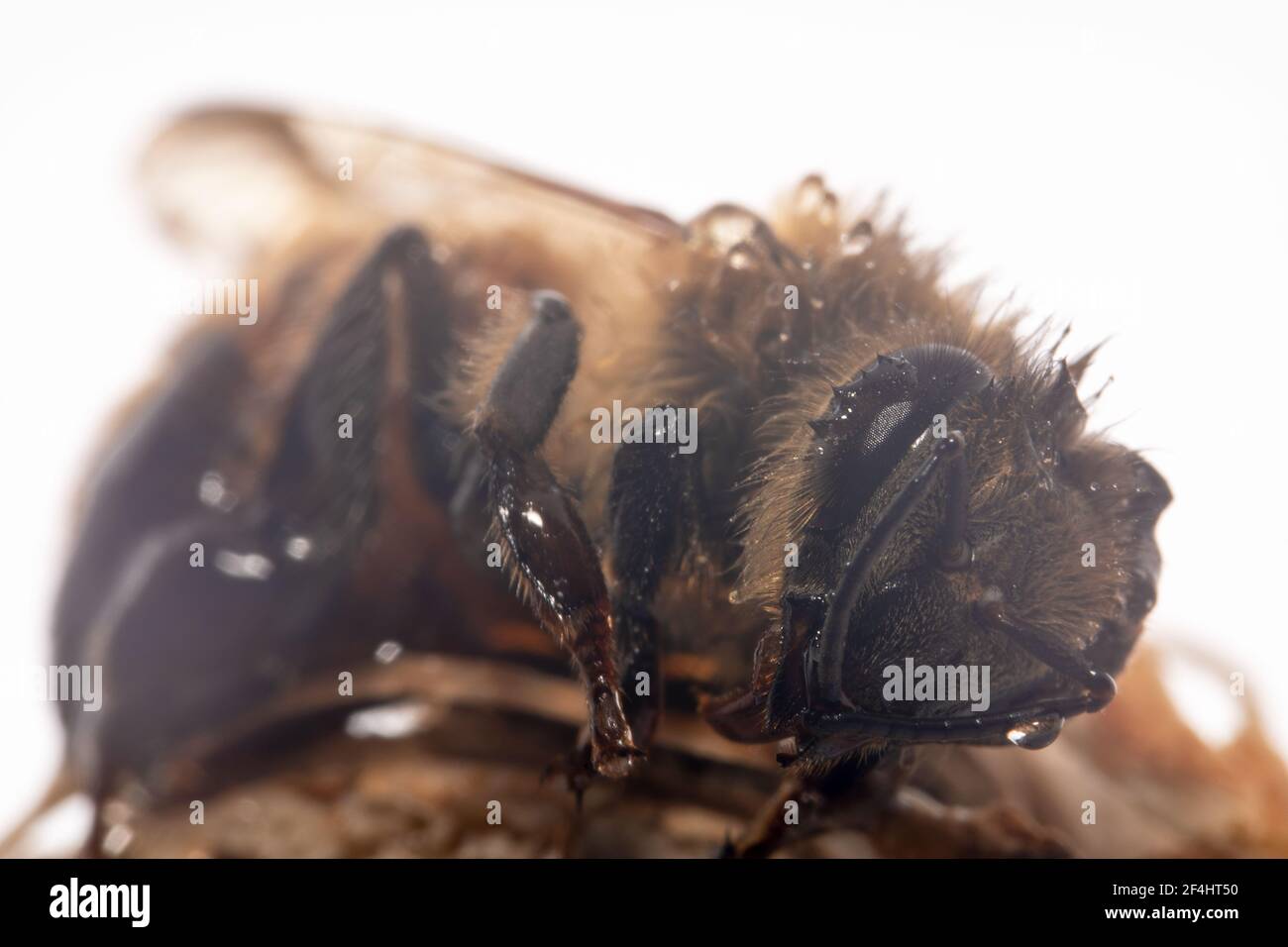 Nahaufnahme einer mit Honig bedeckten pelzigen Biene Stockfoto