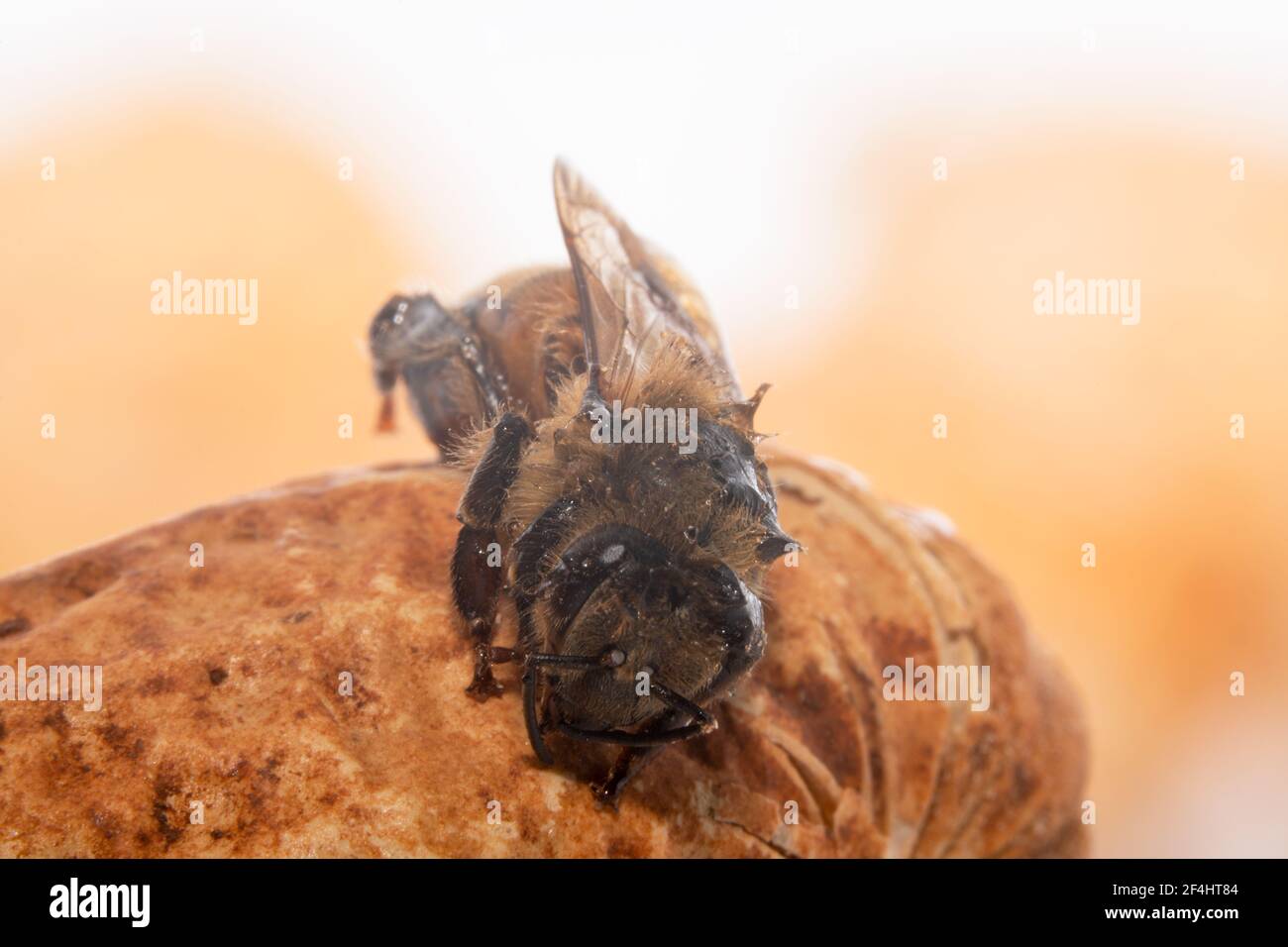 Winzige Honigbiene, die von einer Erdnuss fallen wird Stockfoto