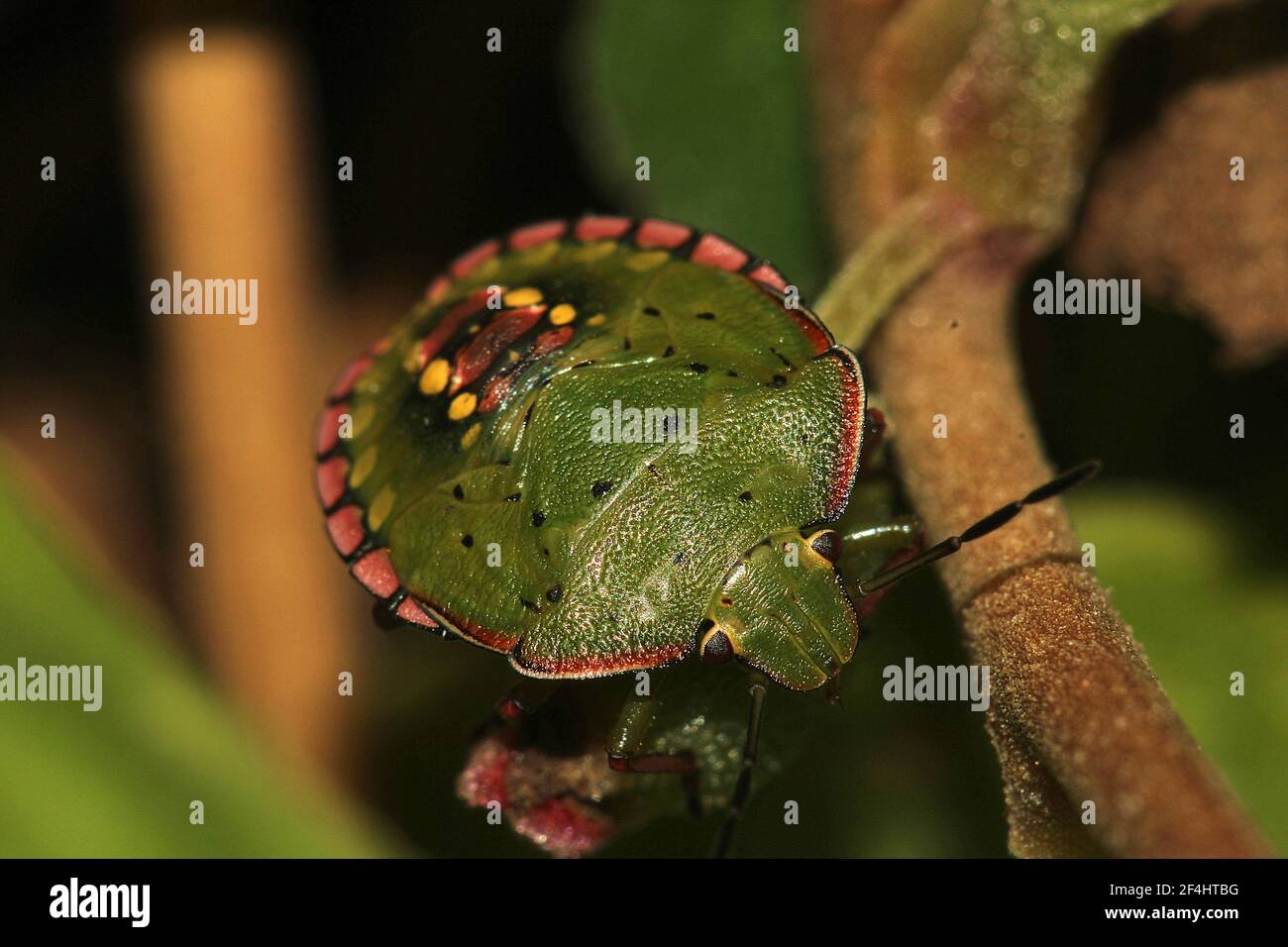 Grüner Schildwanze (Nezara viridula) Erwachsene, Instar und leucistic morph Stockfoto