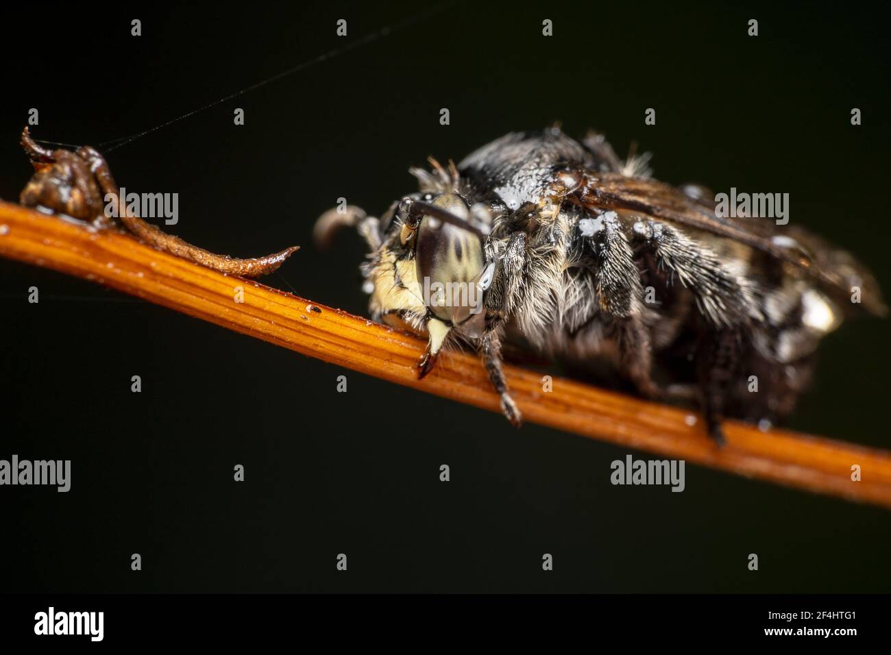 Schwarzer Mantel und Dolch Kuckuckbiene (Thyreus) auf Stock beißen Mit gebogenen Antennen Stockfoto