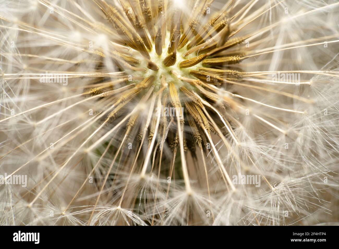 Löwenzahn Blume super closeup mit seinen Samen und Kern im Fokus. Im Inneren einer weißen Löwenzahn Blume Stockfoto