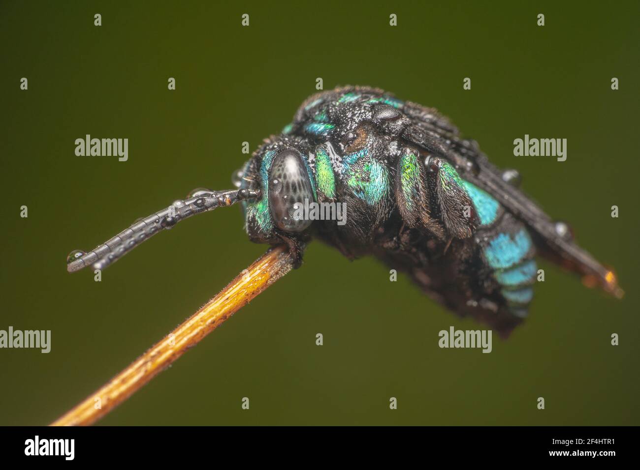 Australische Thyreus nitidulus Neon Kuckuckbiene/blau und schwarz gestreift Biene sitzt auf einem Stock mit spitzen Antennen Stockfoto