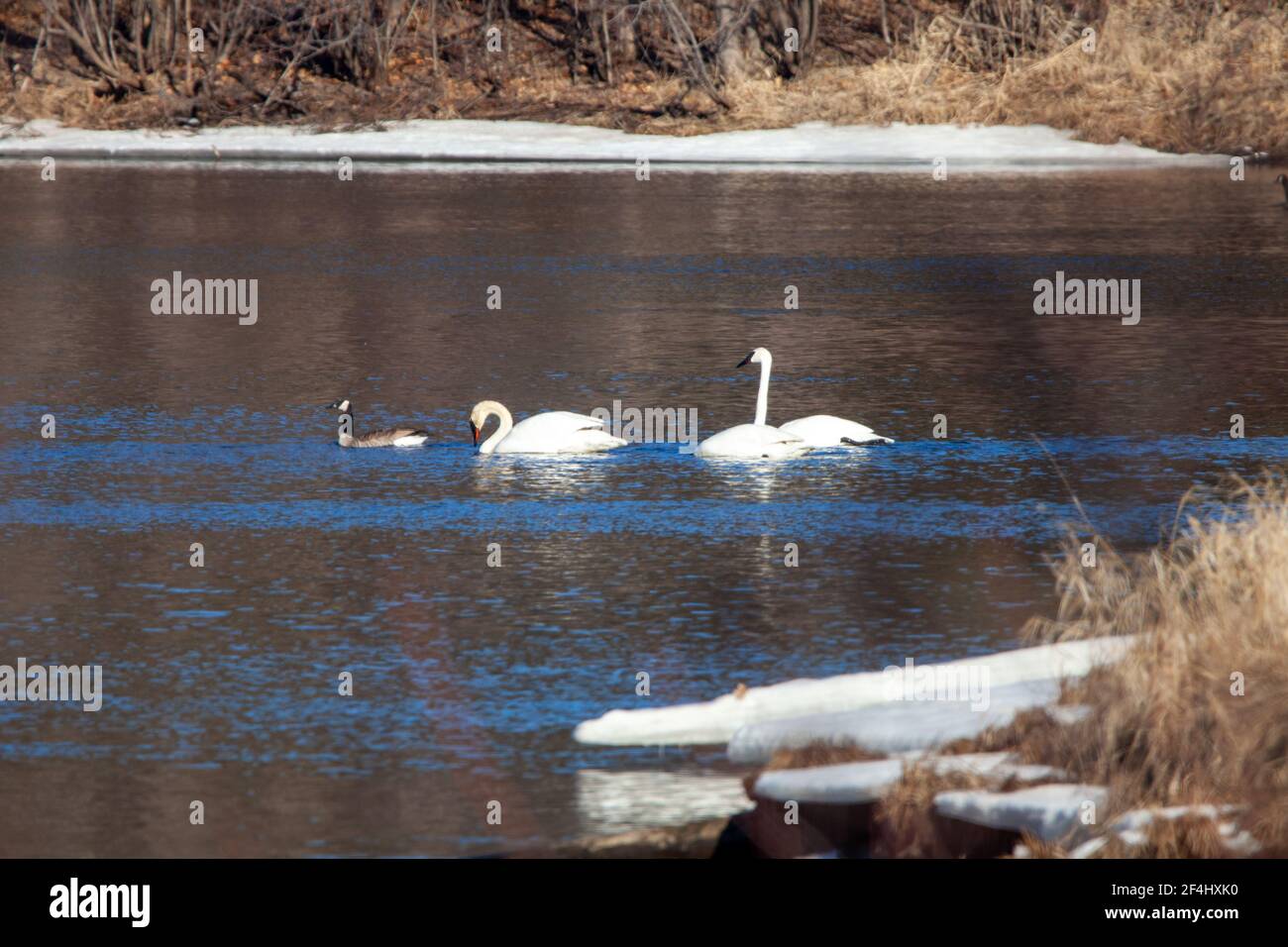 Tundra Swan (Cygnus columbianus) auf einem Wisconsin Fluss im Frühjahr, horizontal Stockfoto