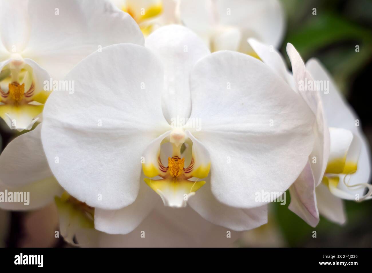 Weiße und gelbe Phalenopsis Orchideenblume Stockfoto