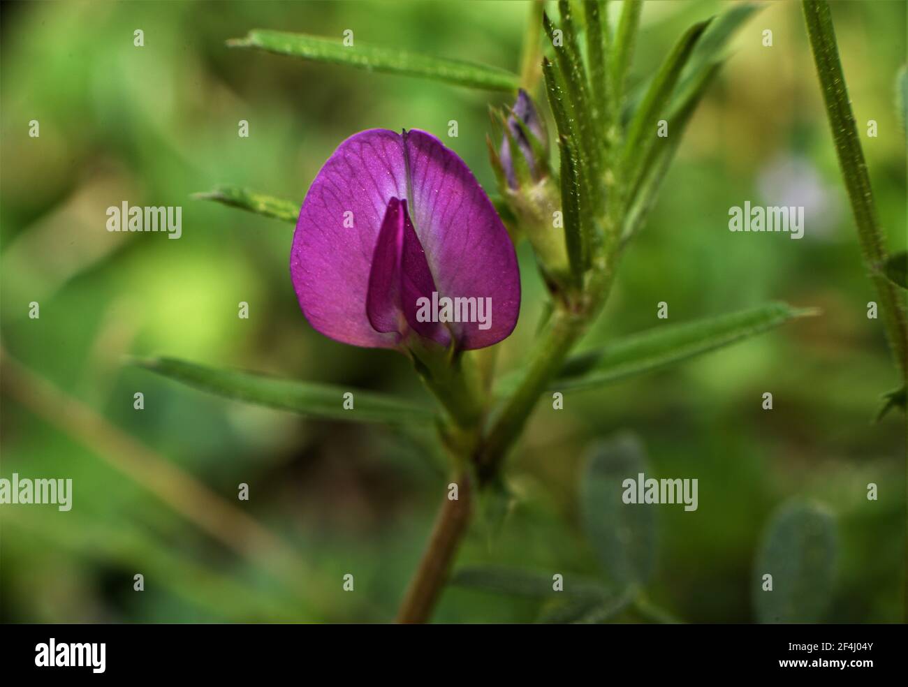 Diese schöne kleine lila Unkrautblüte wird als gewöhnlicher Vetch bezeichnet. Stockfoto