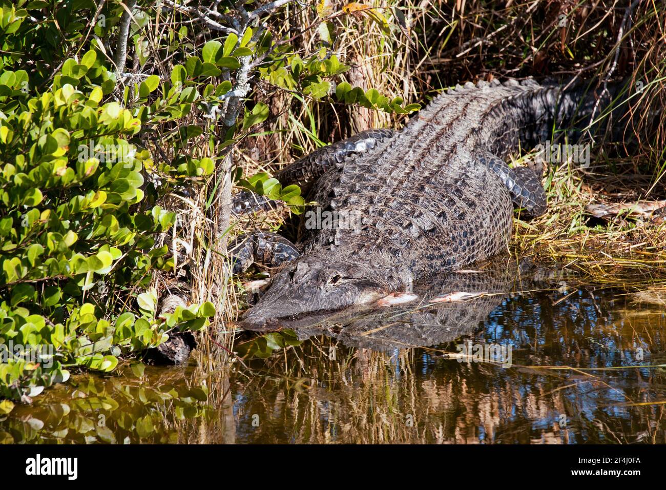 Ein Alligator liegt gefüllt von einem ungewöhnlichen Winter Fisch töten An einem Kanal abseits der Loop Road in The Big Cypress National Preserve in den Florida Everglades Stockfoto