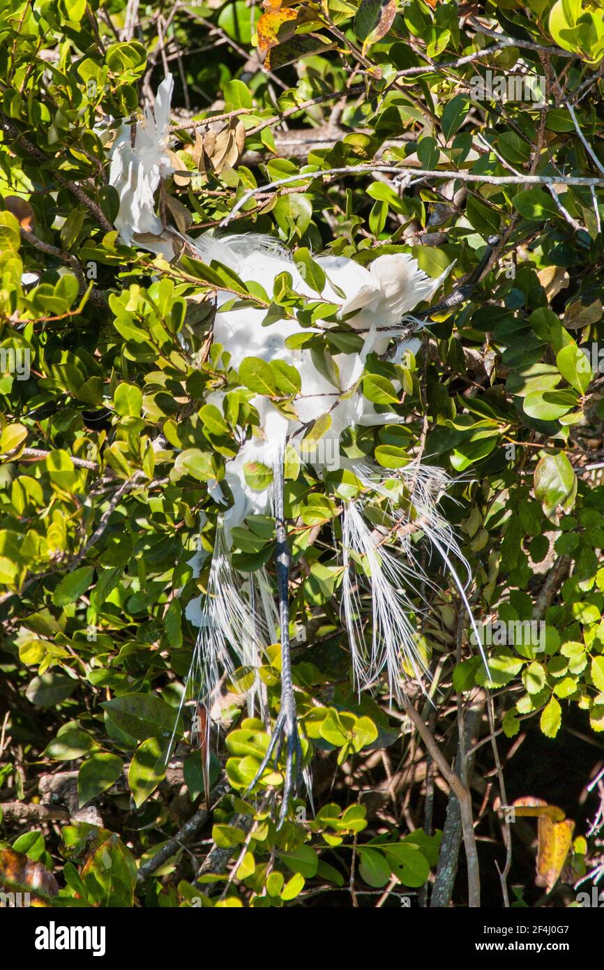 Die Überreste eines toten Reiher liegen in einem Baum im Big Cypress National Preserve in den Florida Everglades. Stockfoto