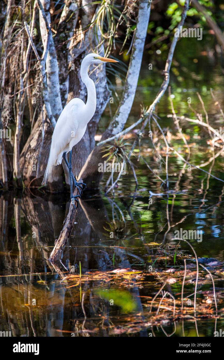 Ein großer Reiher steht auf einem Zweig in einem slough abseits des Tamiami Trail, der durch das Big Cypress National Preserve in den Florida Everglades führt. Stockfoto