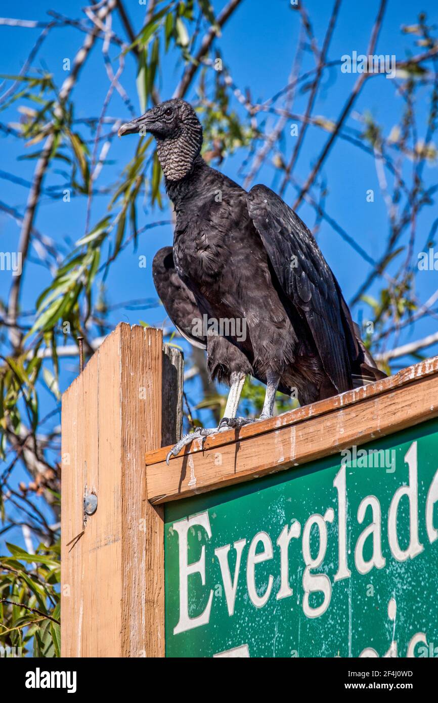 Ein schwarzer Geier steht auf dem Schild für die Everglades & Francis S. Taylor Wildlife Management Area auf Alligator Alley, I-75, in Florida. Stockfoto