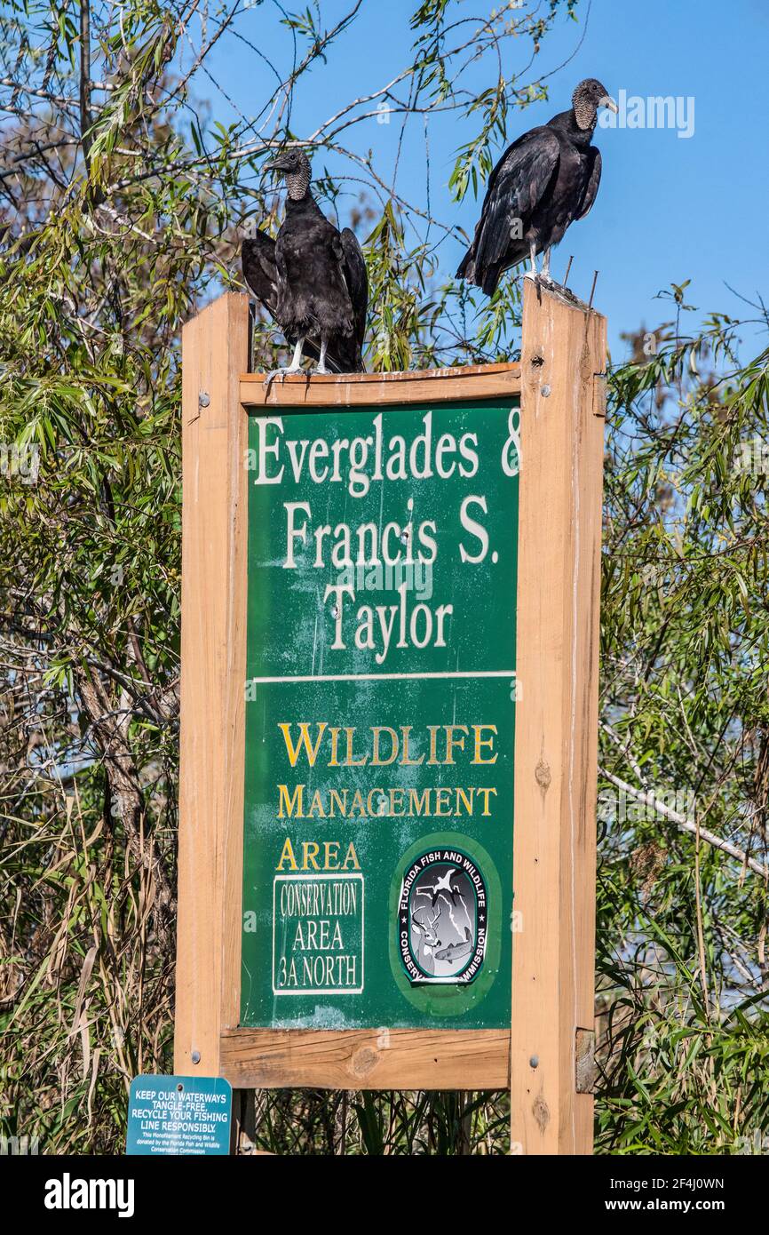 Ein Paar schwarze Geier Barsch auf dem Schild für die Everglades & Francis S. Taylor Wildlife Management Area auf Alligator Alley, I-75, in Florida. Stockfoto