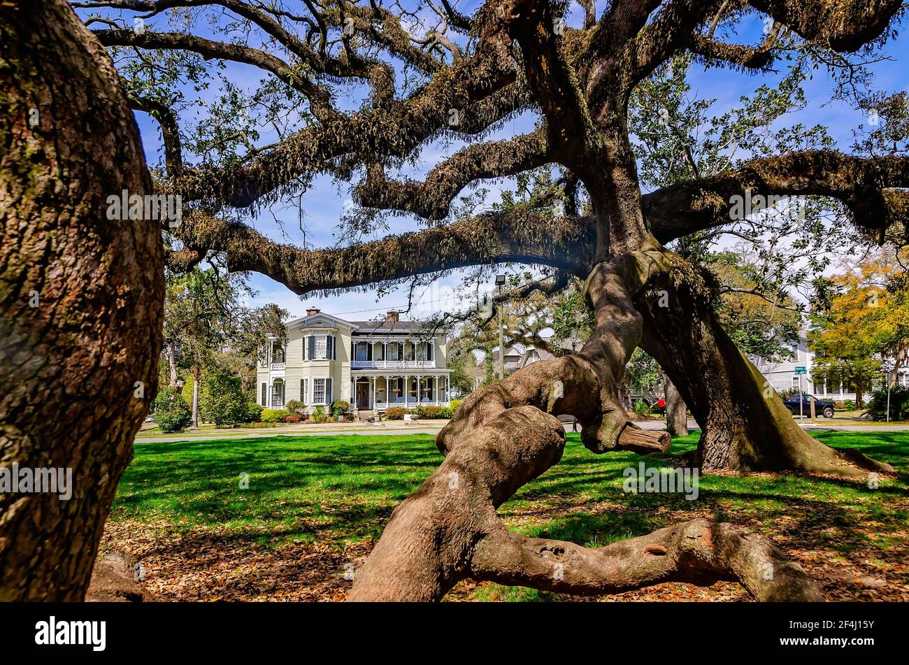 Eine lebende Eiche erstreckt sich über einen Bürgersteig am Washington Square, 13. März 2021, in Mobile, Alabama. Stockfoto