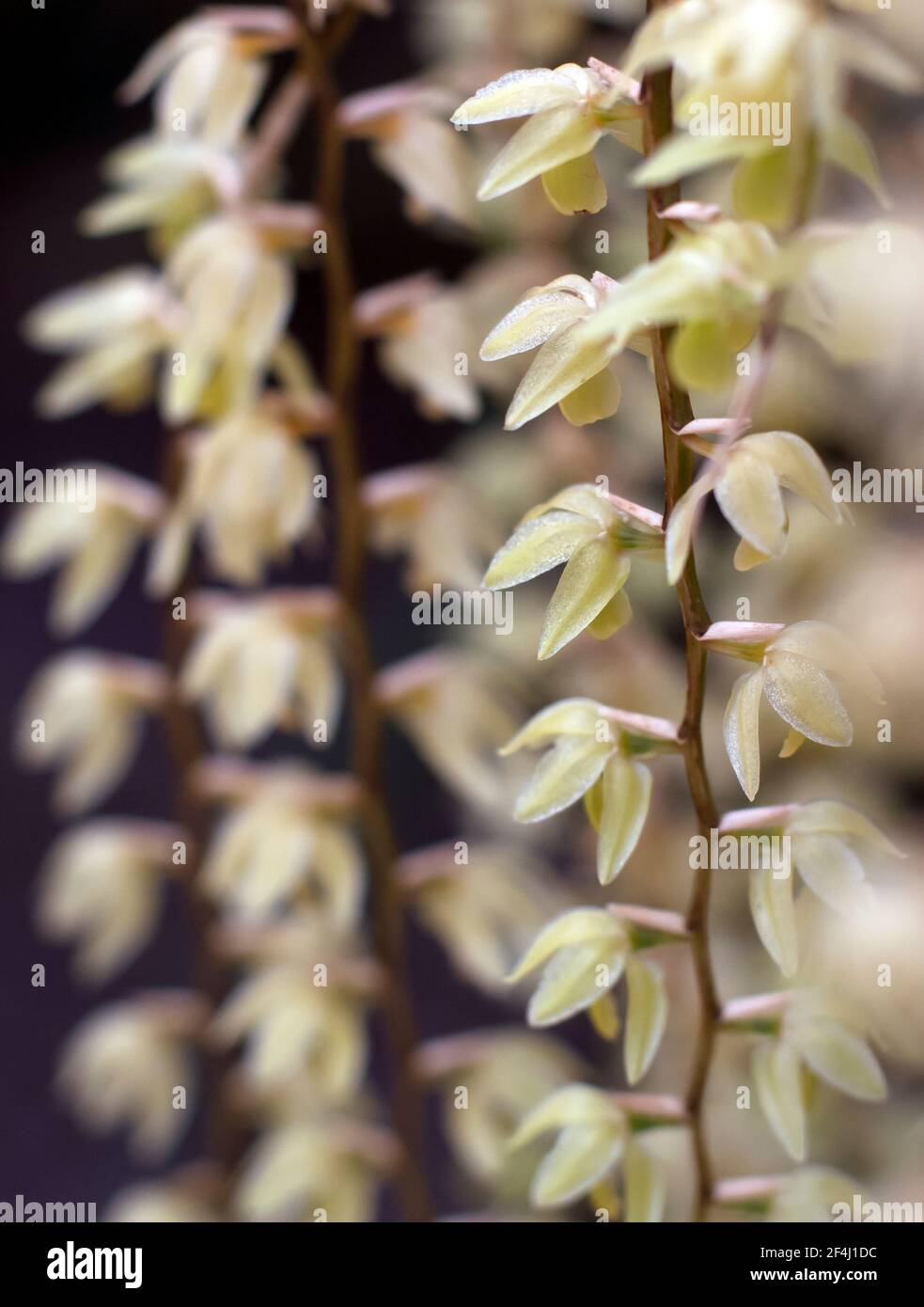 Dendrochilum Cobbianum Orchidee in sehr enger Schärfentiefe Nahaufnahme Stockfoto