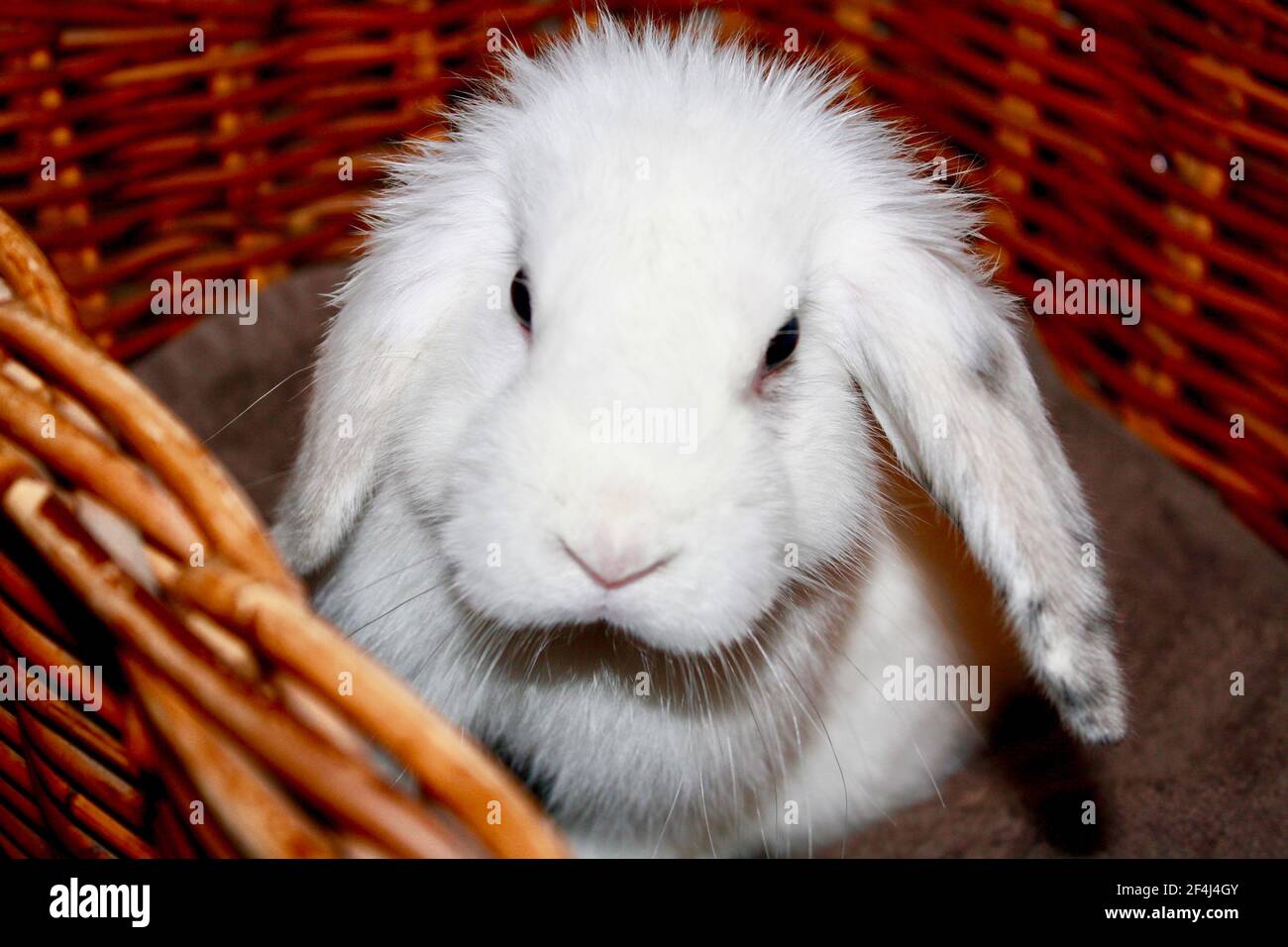 Baby weibliche Harlekin und White Holland Lop Bunny Rabbit sitzend Im Weidenkorb Oryctolagus cuniculus Stockfoto