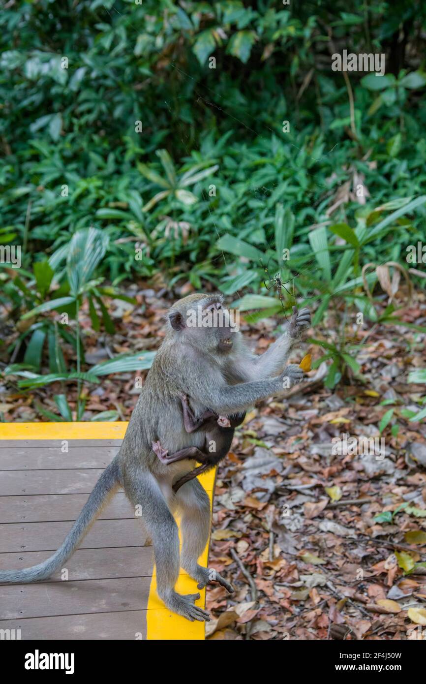 Ein weiblicher Krabbenfressender Makak mit Baby fängt im Sungei Buloh Wetland Reserve Singapur einen weiblichen Riesenwabenweber als Futter. Stockfoto