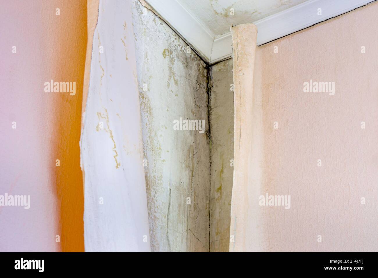Schwarzer Schimmel, Aspergillus niger, ist in einem feuchten, unbelüfteten  Raum in der Ecke unter der Tapete aufgetaucht Stockfotografie - Alamy