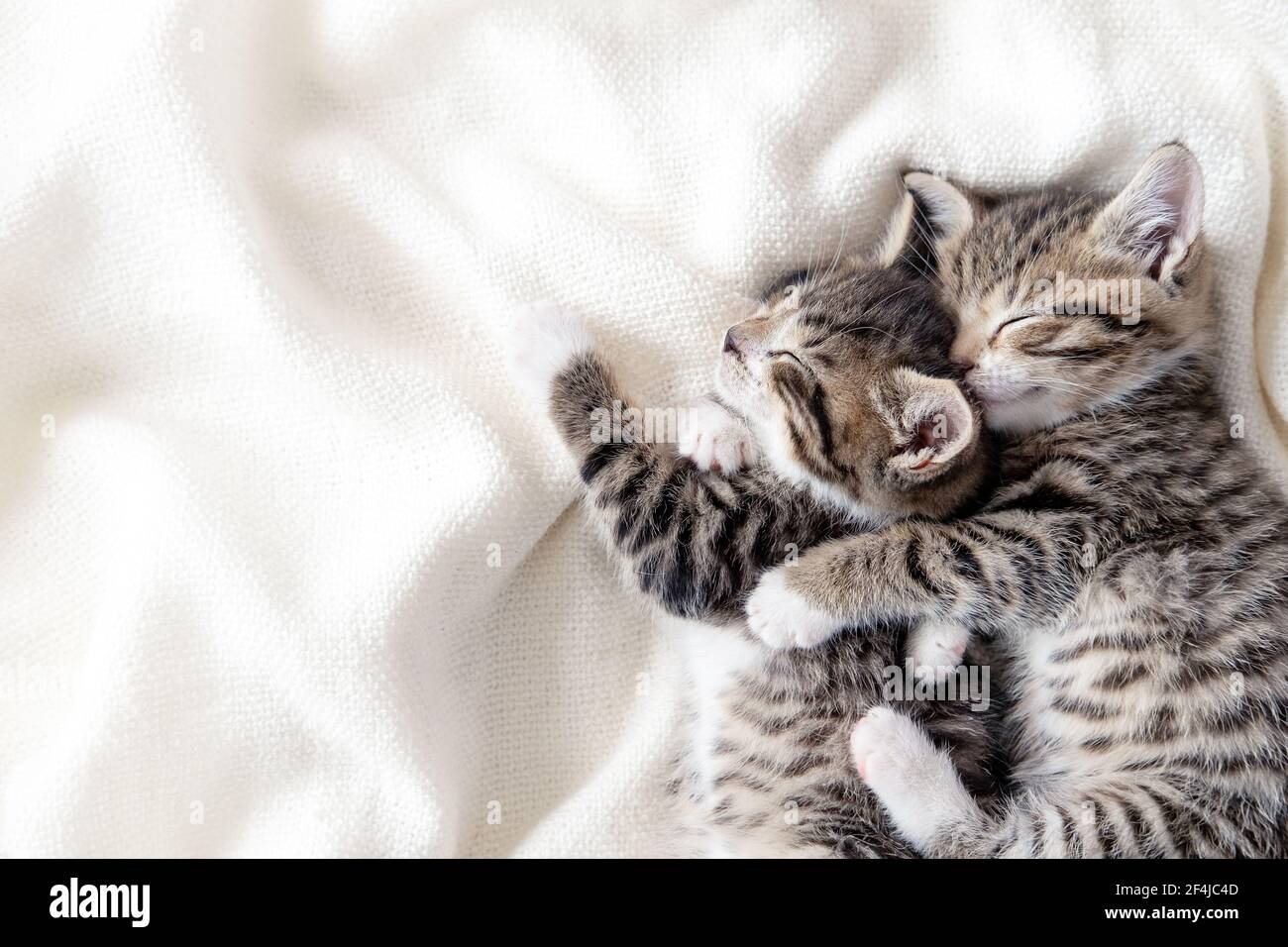 Zwei kleine gestreifte inländische Kätzchen schlafen umarmt einander zu Hause liegen auf Bett weiße Decke lustige Pose. Niedlich liebenswert Haustiere Katzen. Copyspace Stockfoto