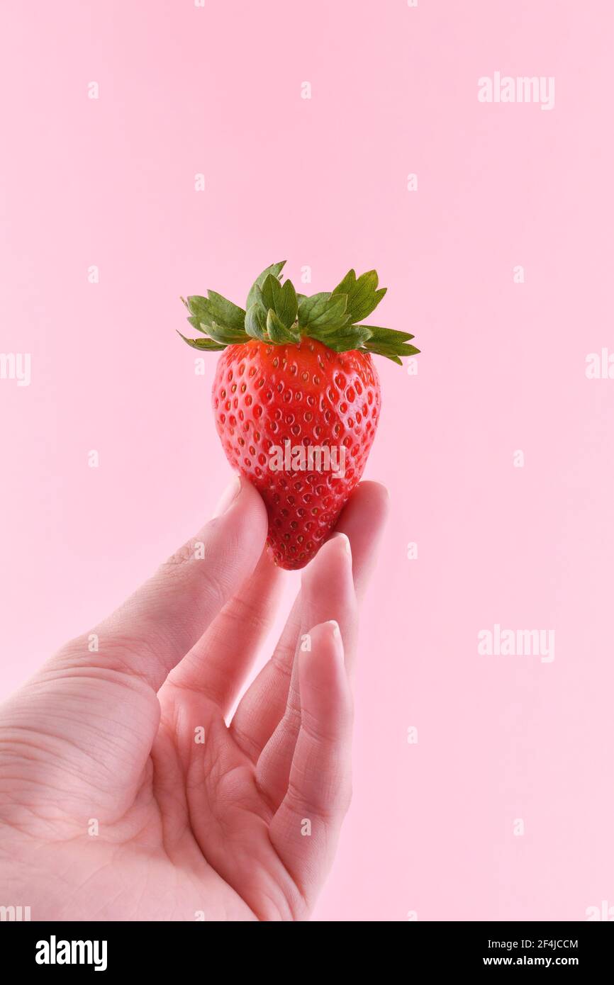 Die Hand der Frau hält Erdbeere auf rosa Hintergrund mit Kopierraum Stockfoto