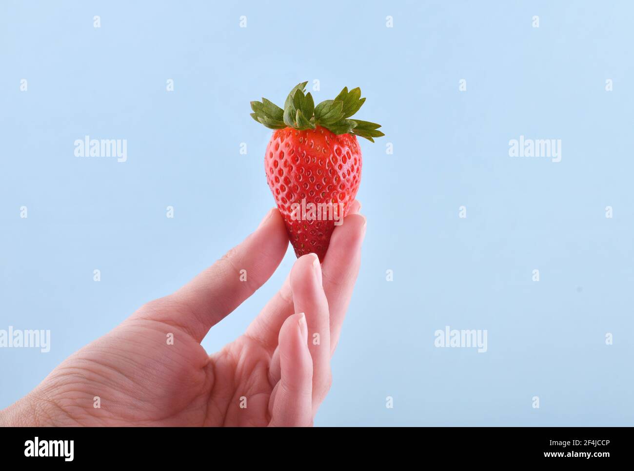 Die Hand der Frau hält Erdbeere auf blauem Hintergrund mit Kopierraum Stockfoto