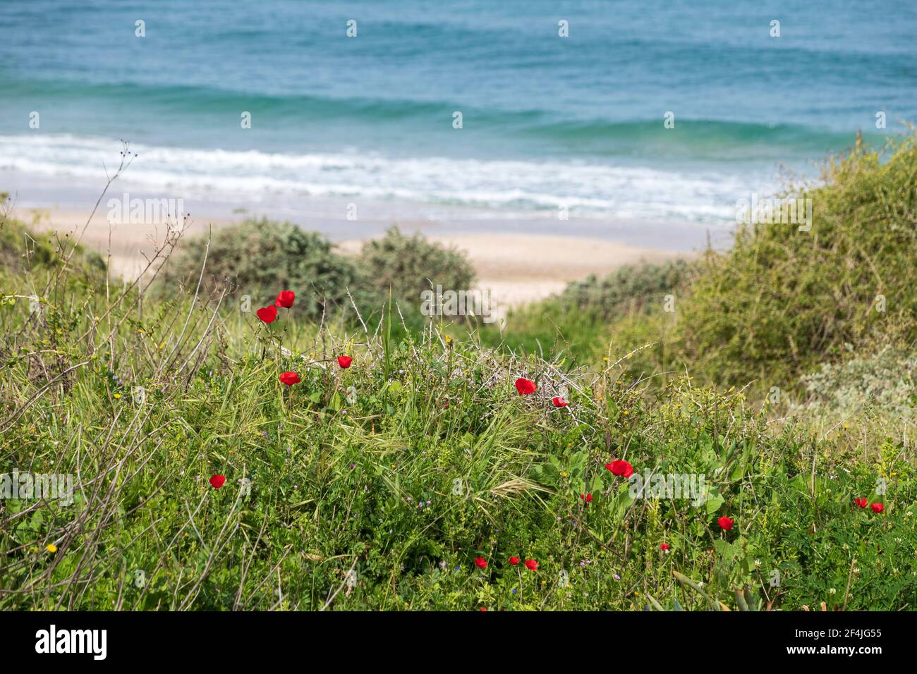Dünen mit grünem Gras und Blumen von roten Mohnblumen bedeckt Auf dem Hintergrund des Meeres Stockfoto