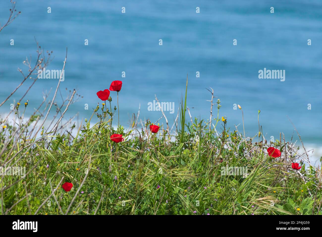 Dünen mit grünem Gras und Blumen von roten Mohnblumen bedeckt Auf dem Hintergrund des Meeres Stockfoto